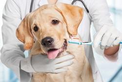 Гигиена зубов у собак и кошек
