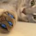Антицарапки Накладки на когти для кошек 20 шт